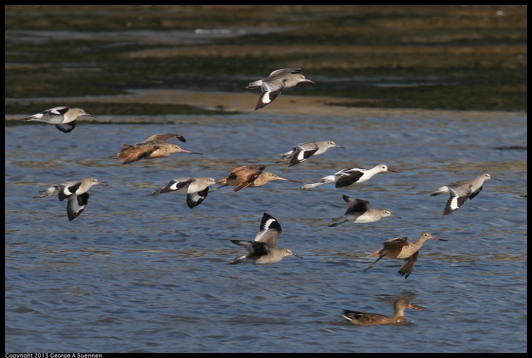 0914-155655-03.jpg - Willets, Marbled Godwits, and American Avocets