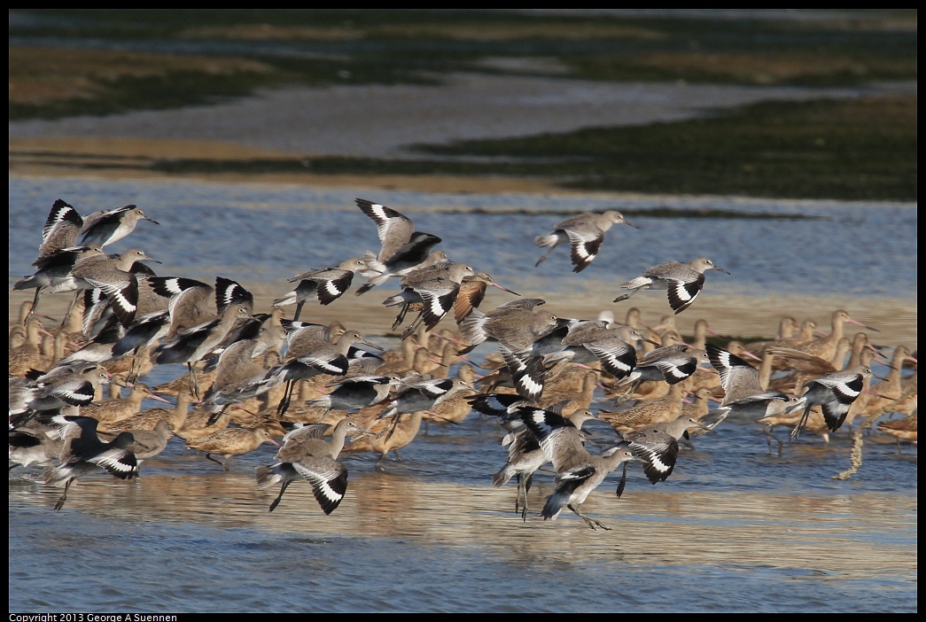 0914-155659-01.jpg - Willets and Marbled Godwits