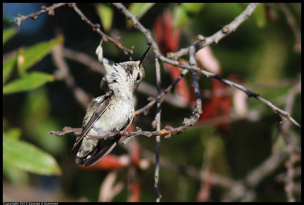1005-081530-04.jpg - Anna's Hummingbird
