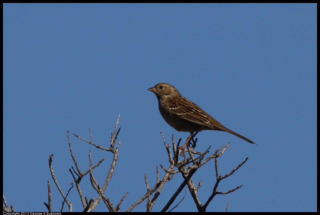 1005-085121-01.jpg - Golden-crowned Sparrow