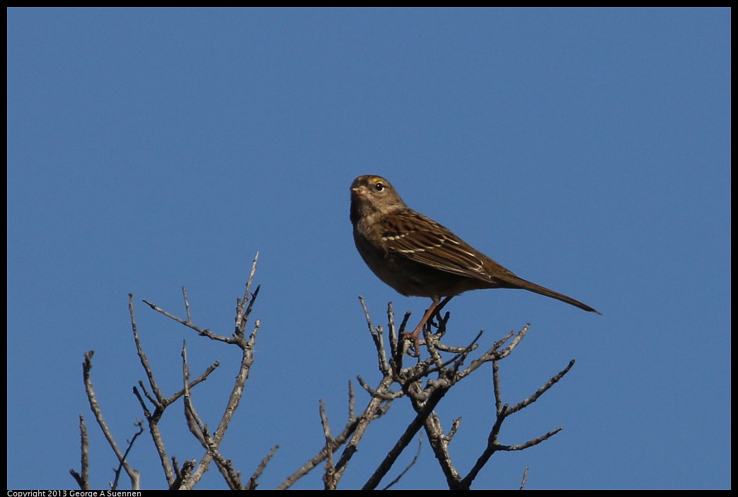 1005-085122-05.jpg - Golden-crowned Sparrow