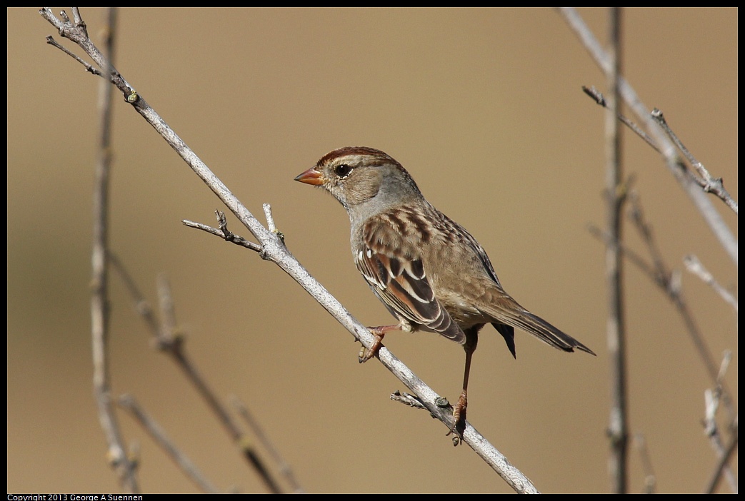 1005-090721-02.jpg - White-crowned Sparrow