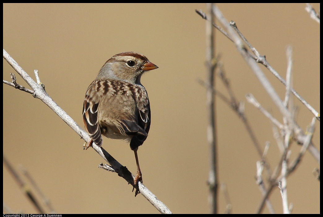 1005-090723-01.jpg - White-crowned Sparrow