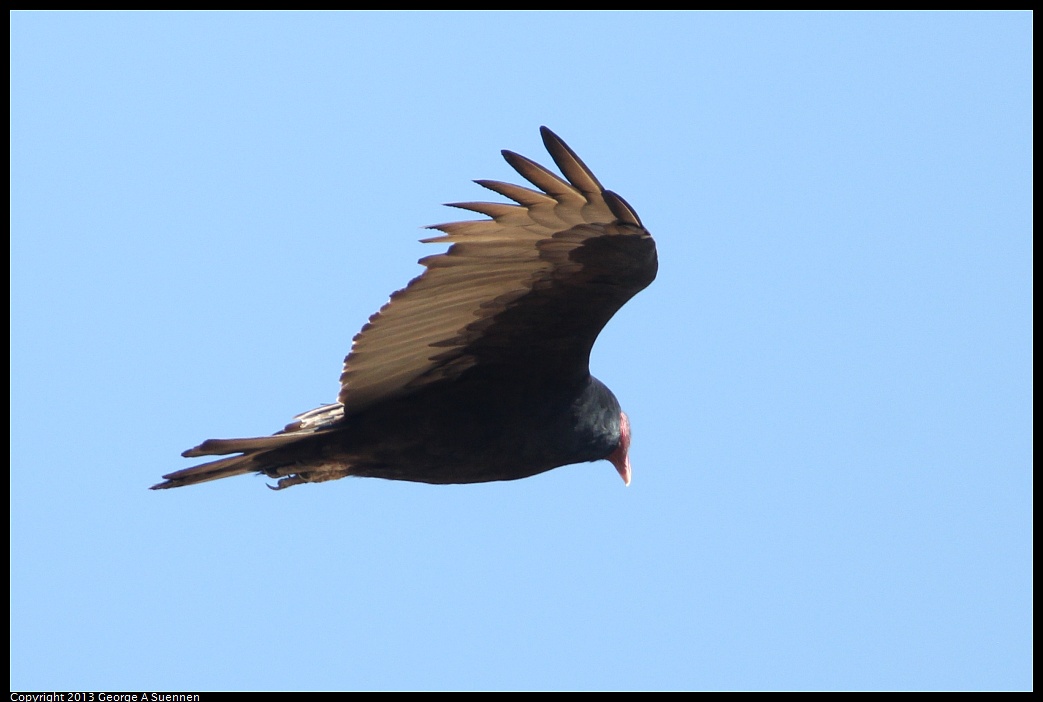 1005-104352-02.jpg - Turkey Vulture