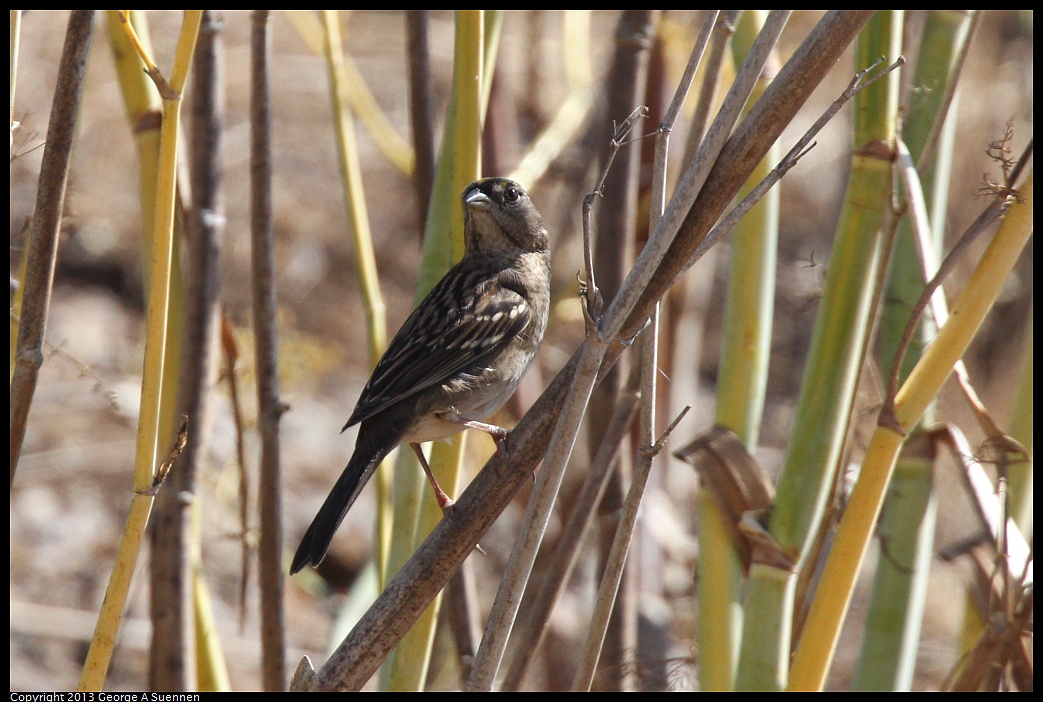 1005-104659-03.jpg - Golden-crowned Sparrow