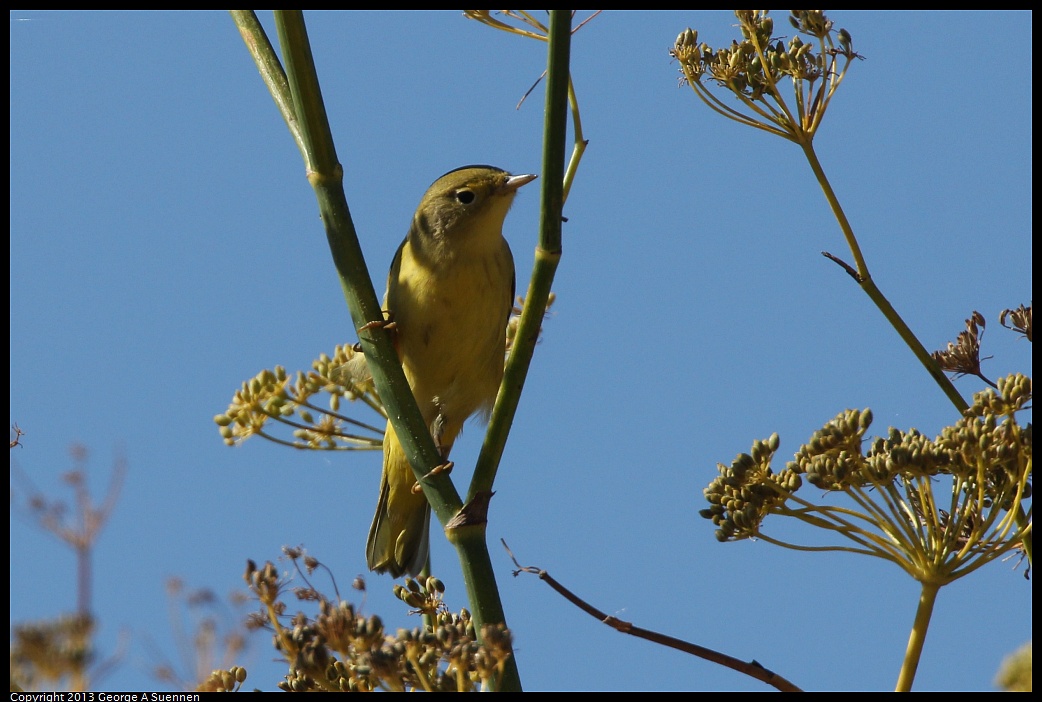 1005-105212-05.jpg - Yellow Warbler