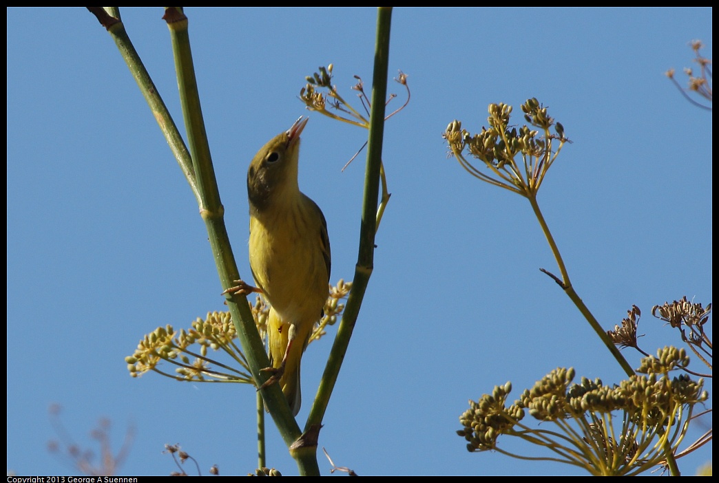 1005-105214-01.jpg - Yellow Warbler