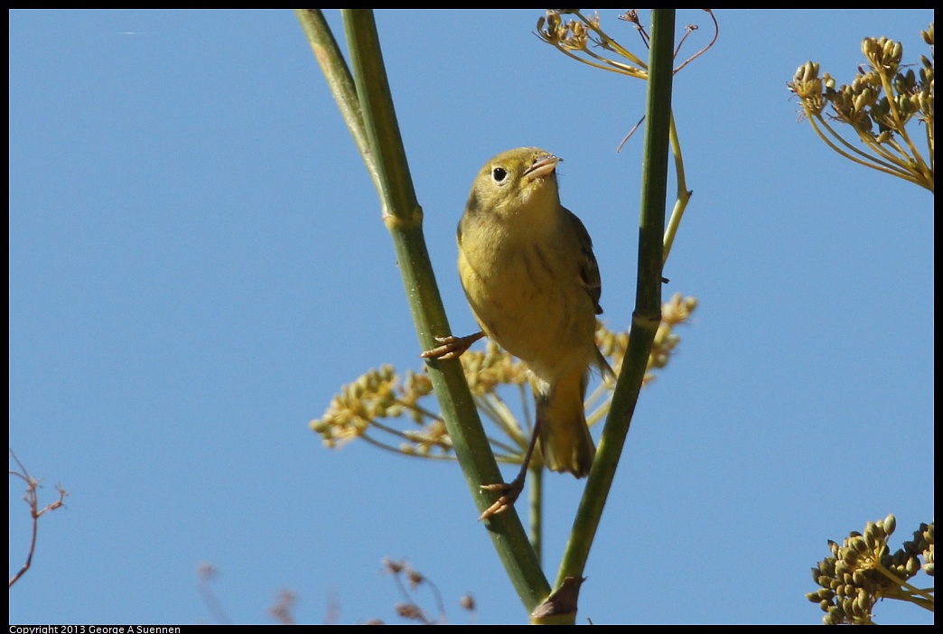 1005-105214-03.jpg - Yellow Warbler