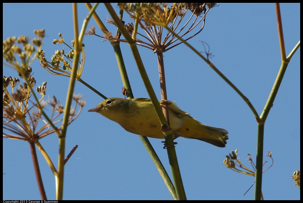 1005-105217-02.jpg - Yellow Warbler