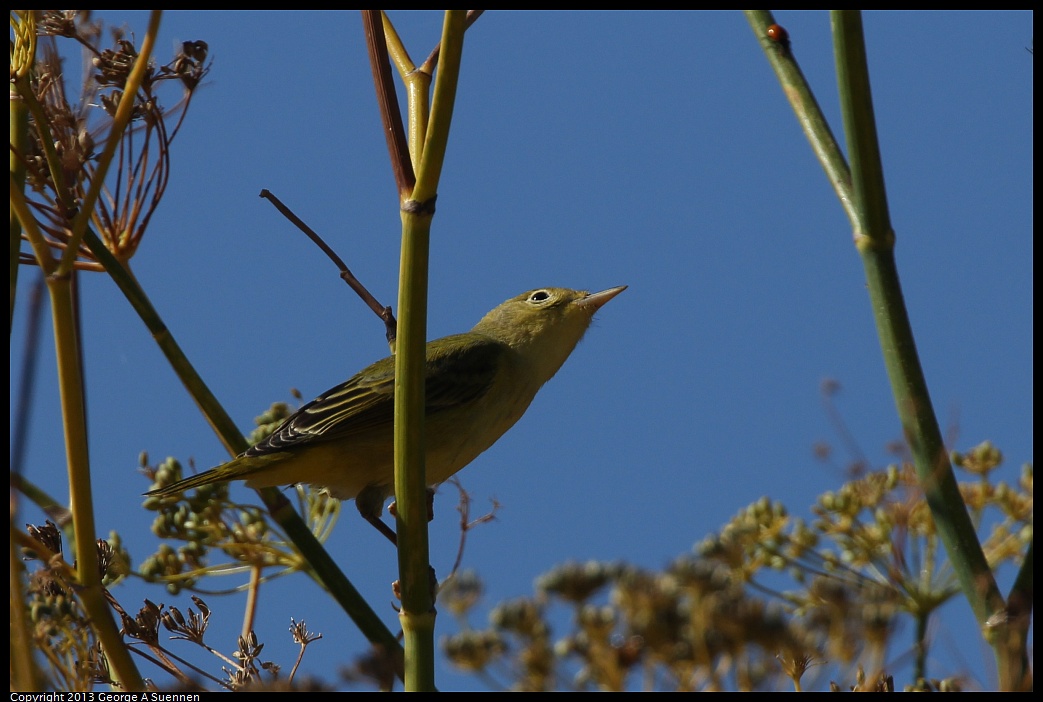 1005-105236-03.jpg - Yellow Warbler