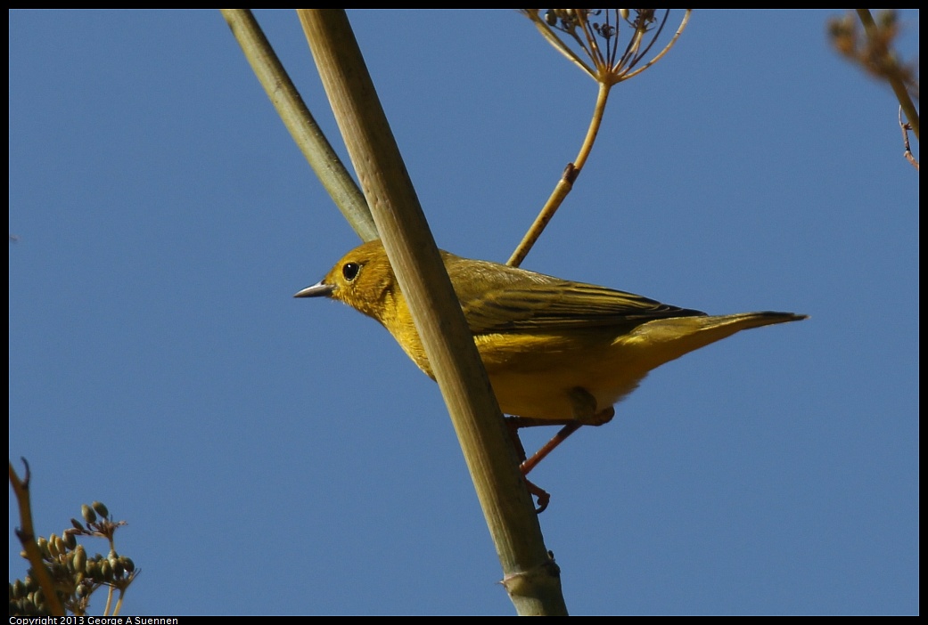 1005-105357-03.jpg - Yellow Warbler