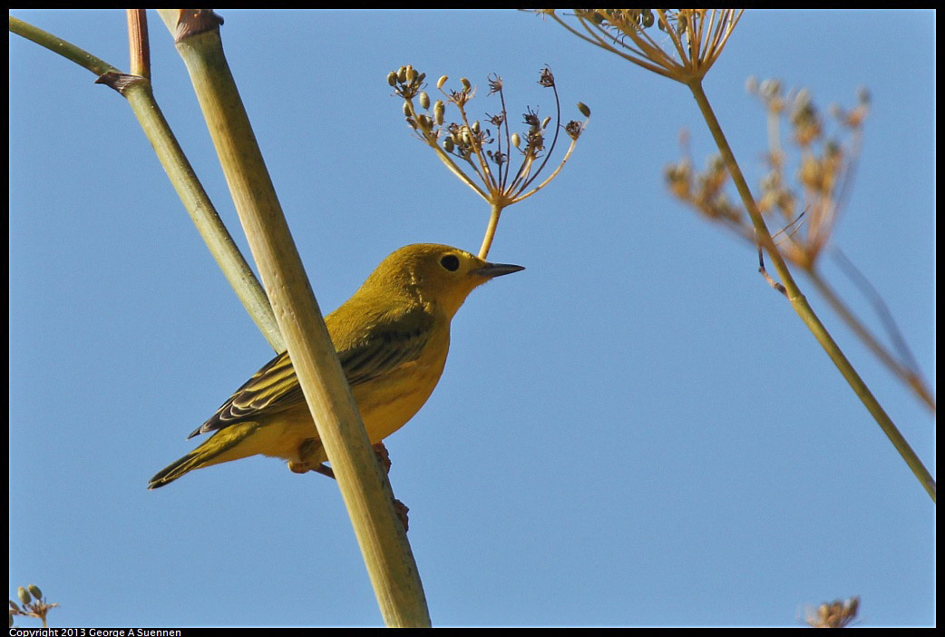 1005-105358-03.jpg - Yellow Warbler
