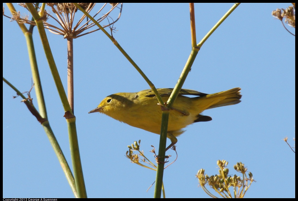 1005-105421-01.jpg - Yellow Warbler