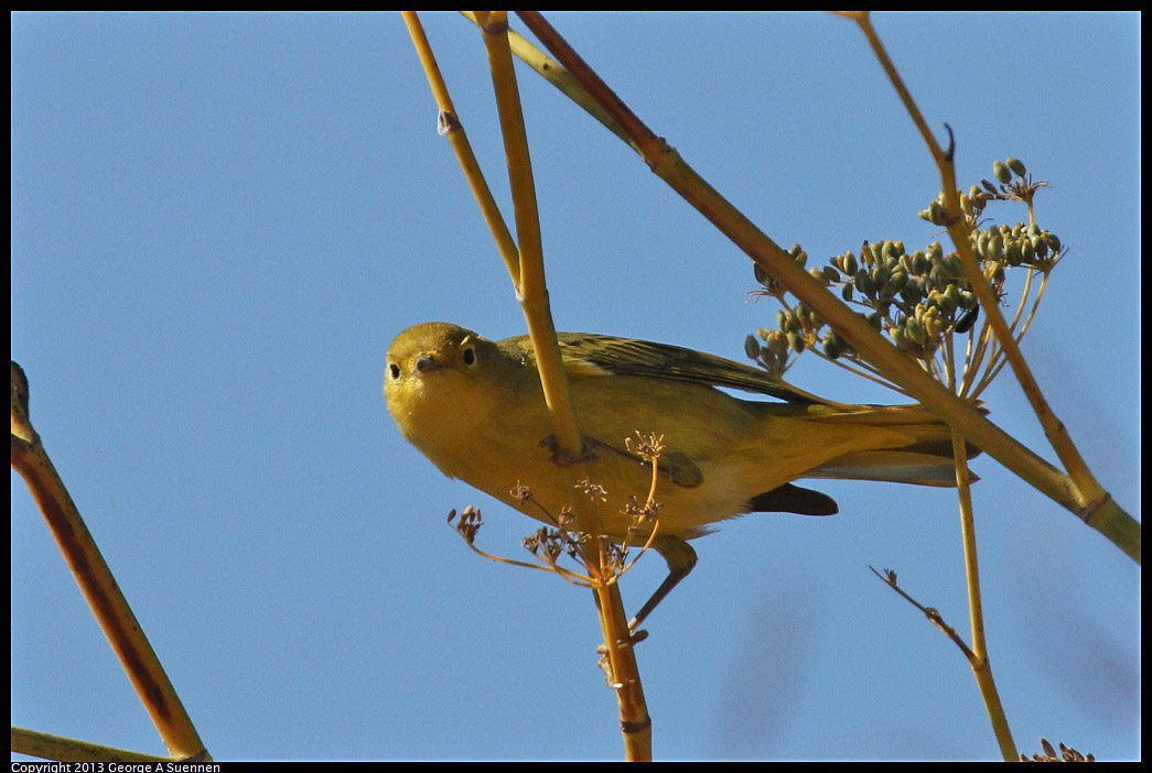 1005-105435-03.jpg - Yellow Warbler