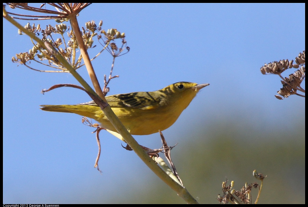 1005-105458-02.jpg - Yellow Warbler