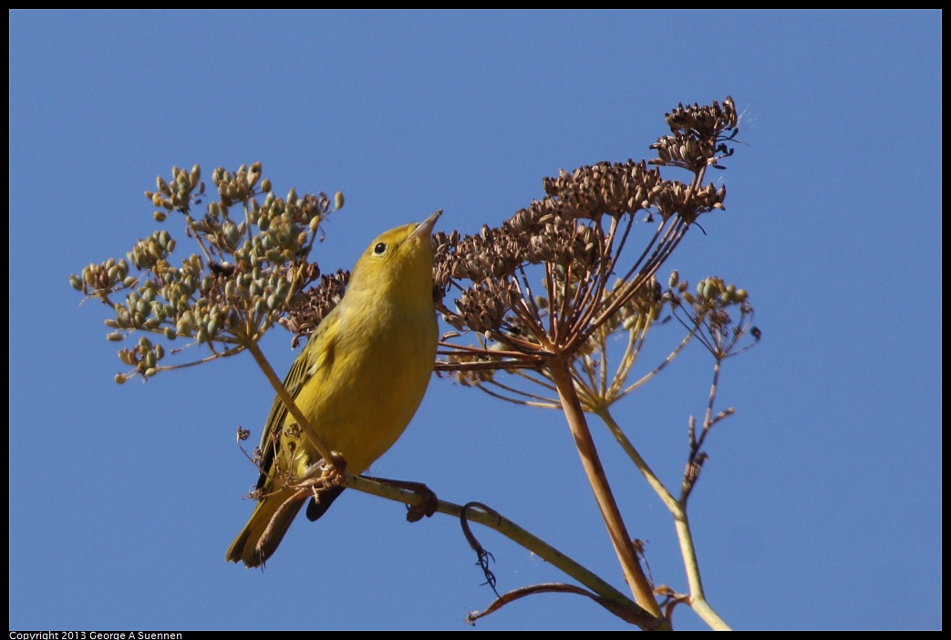 1005-105514-03.jpg - Yellow Warbler
