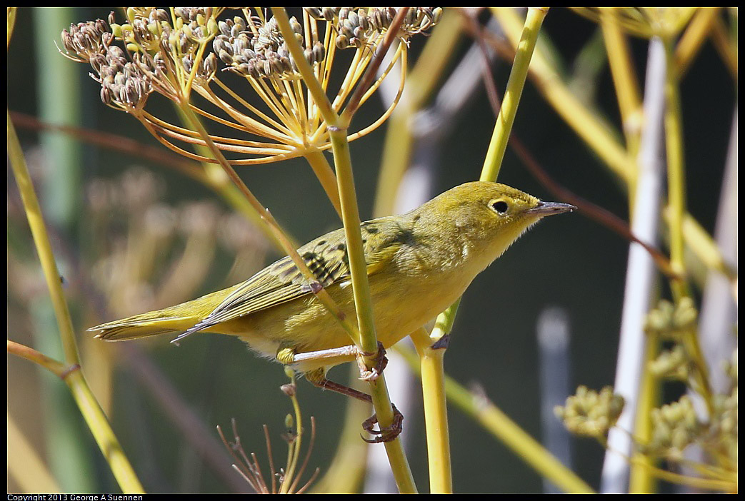 1005-105536-03.jpg - Yellow Warbler
