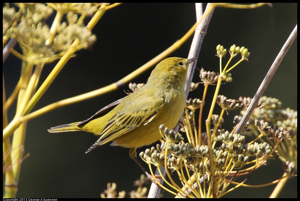 1005-105607-03.jpg - Yellow Warbler