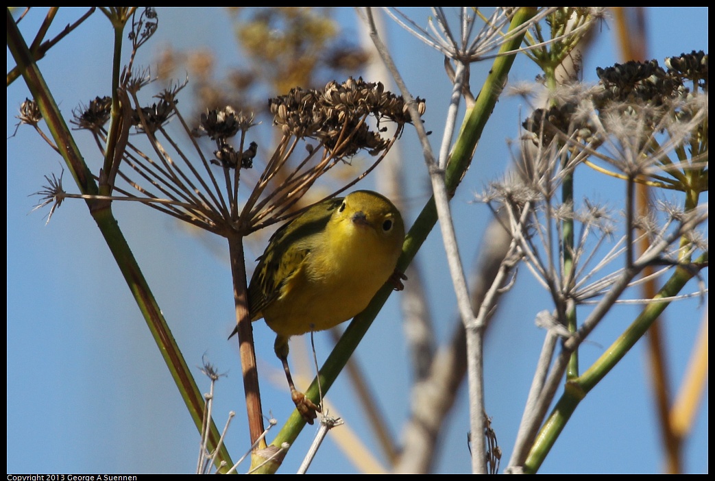 1005-105724-06.jpg - Yellow Warbler