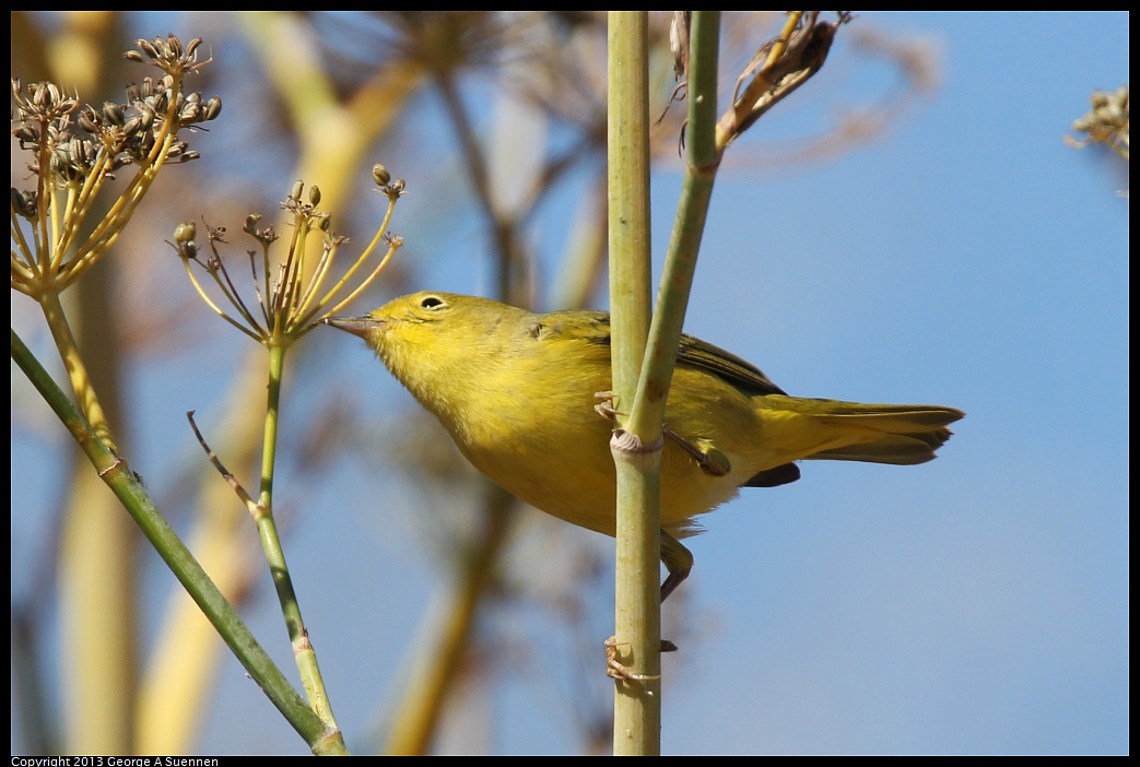 1005-105727-05.jpg - Yellow Warbler