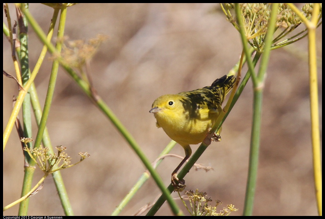 1005-105915-01.jpg - Yellow Warbler