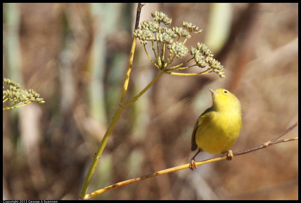1005-105946-03.jpg - Yellow Warbler