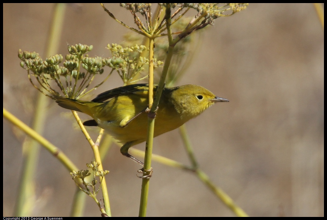 1005-110003-03.jpg - Yellow Warbler
