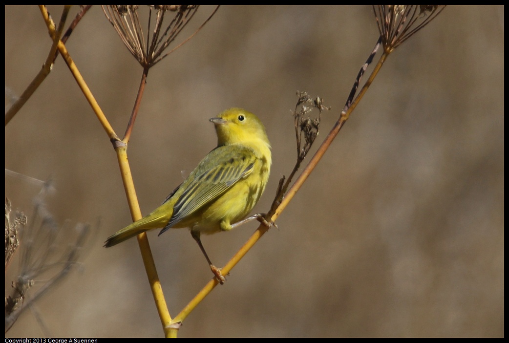 1005-110050-01.jpg - Yellow Warbler
