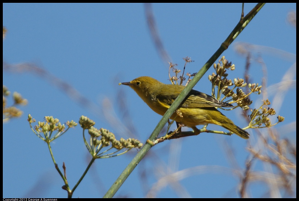 1005-110242-01.jpg - Yellow Warbler