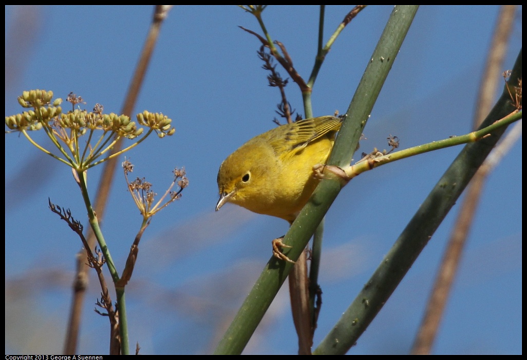 1005-110332-03.jpg - Yellow Warbler