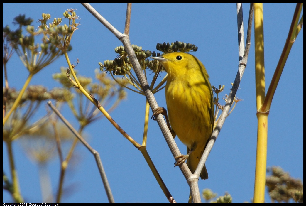 1005-110607-03.jpg - Yellow Warbler