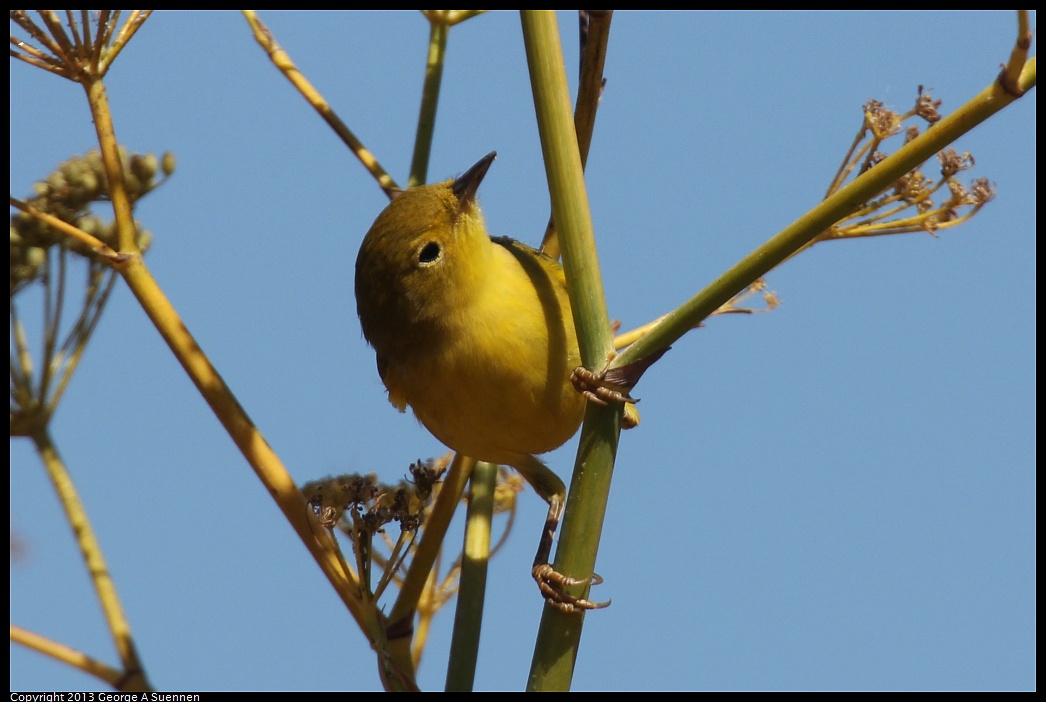 1005-110906-02.jpg - Yellow Warbler