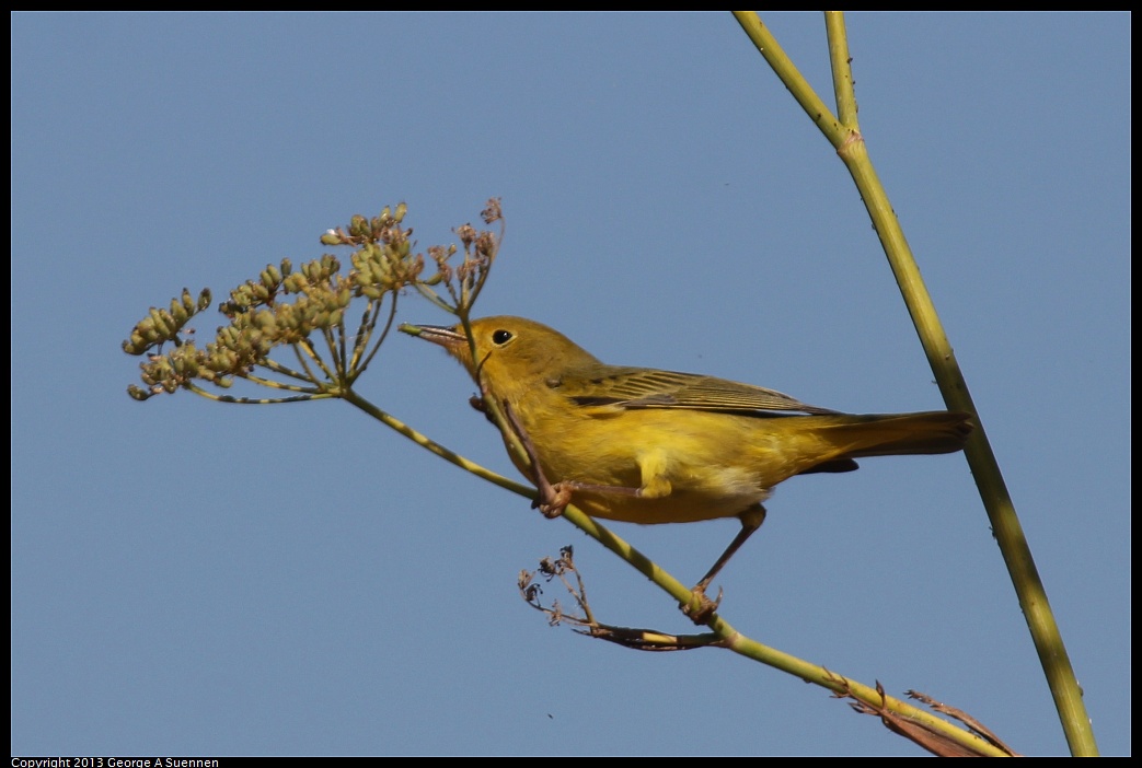 1005-110944-01.jpg - Yellow Warbler