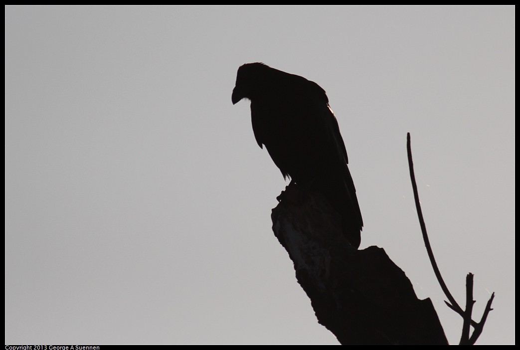 1117-081128-03.jpg - Common Raven