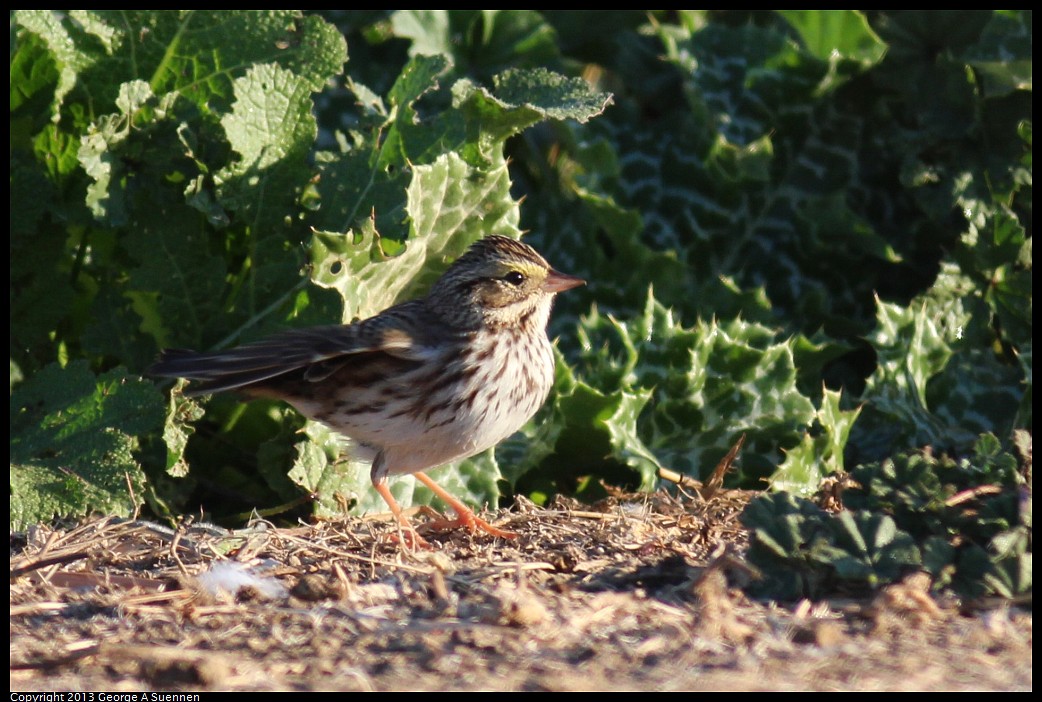 1117-081921-01.jpg - Savannah Sparrow