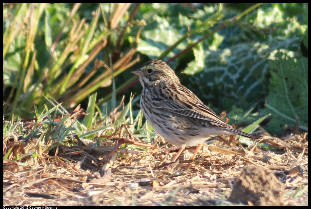 1117-081922-02.jpg - Savannah Sparrow