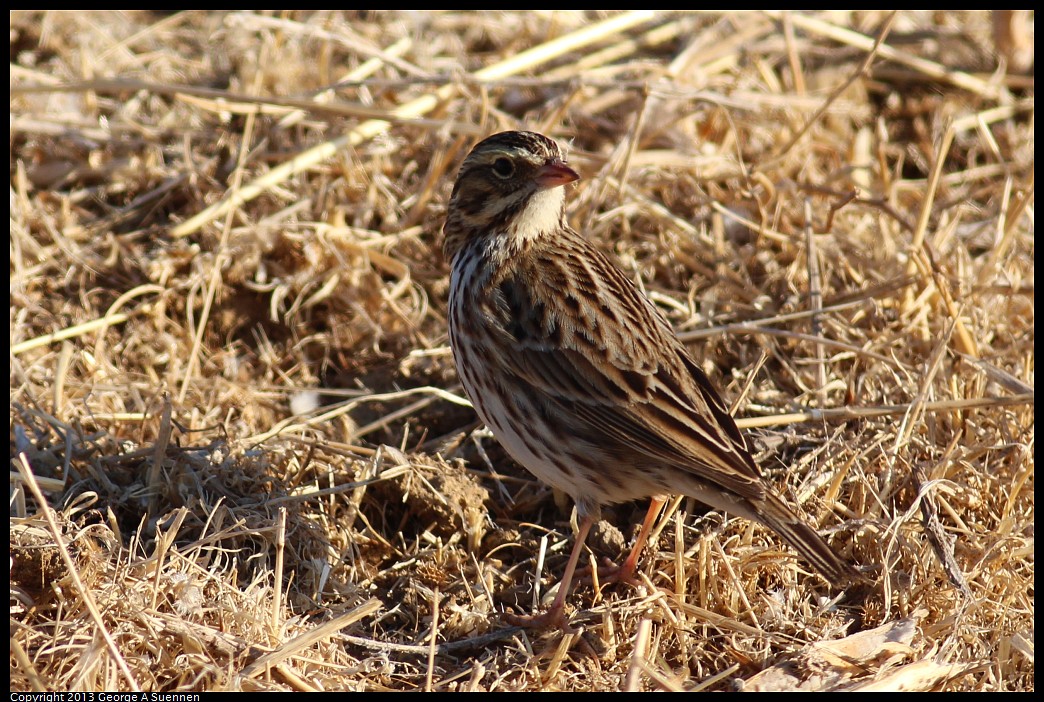 1117-082414-03.jpg - Savannah Sparrow