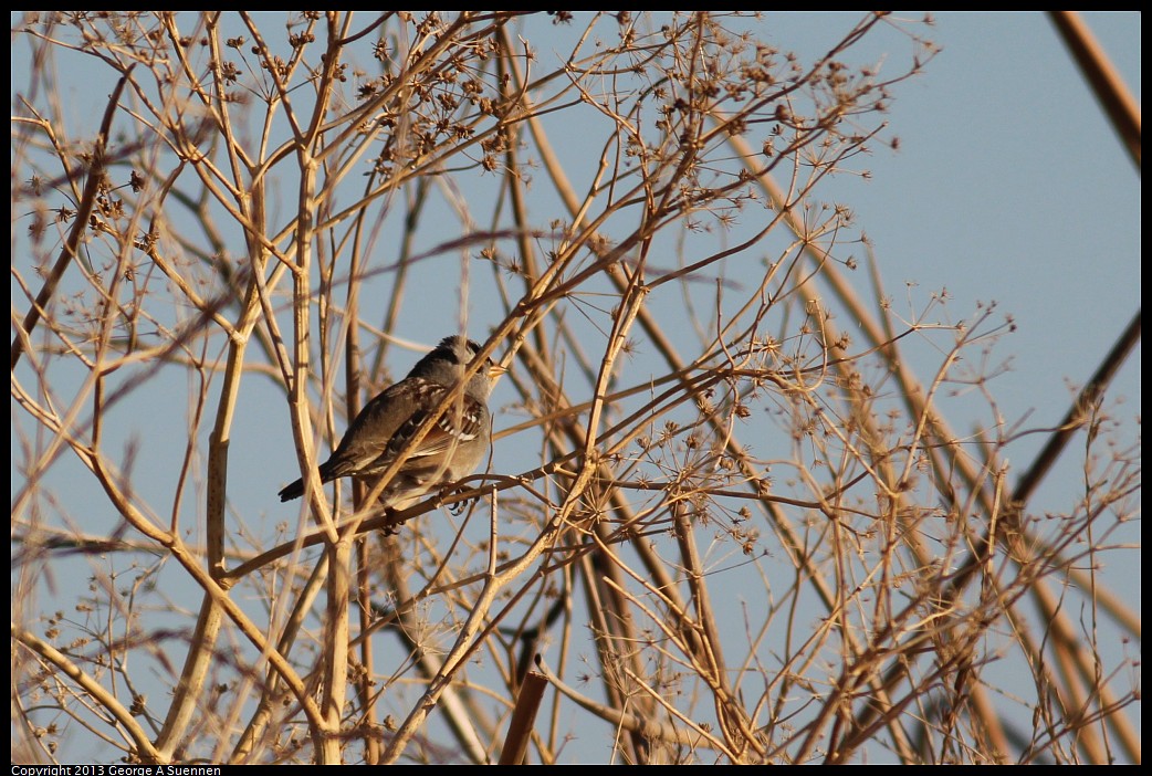 1117-082758-03.jpg - White-crowned Sparrow