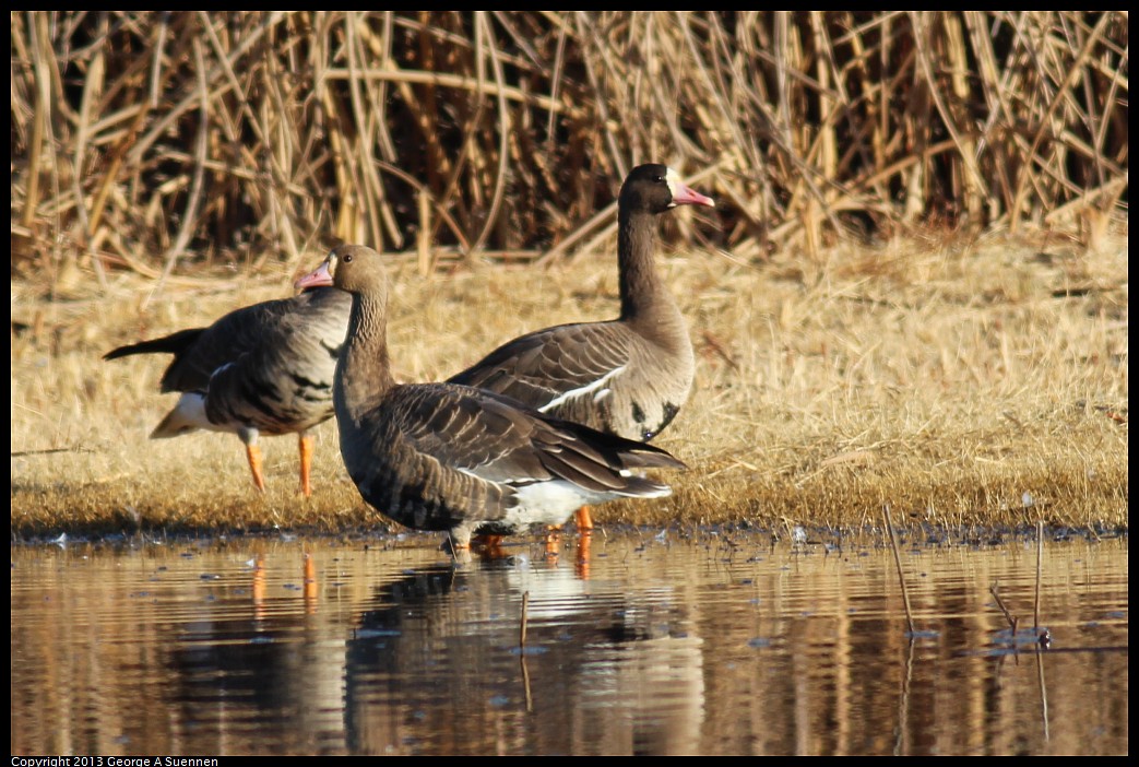 1117-083103-02.jpg - Greater White-fronted Goose