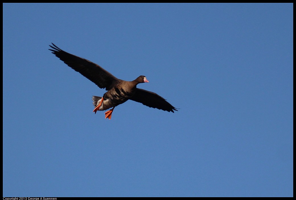1117-093430-03.jpg - Greater White-fronted Goose