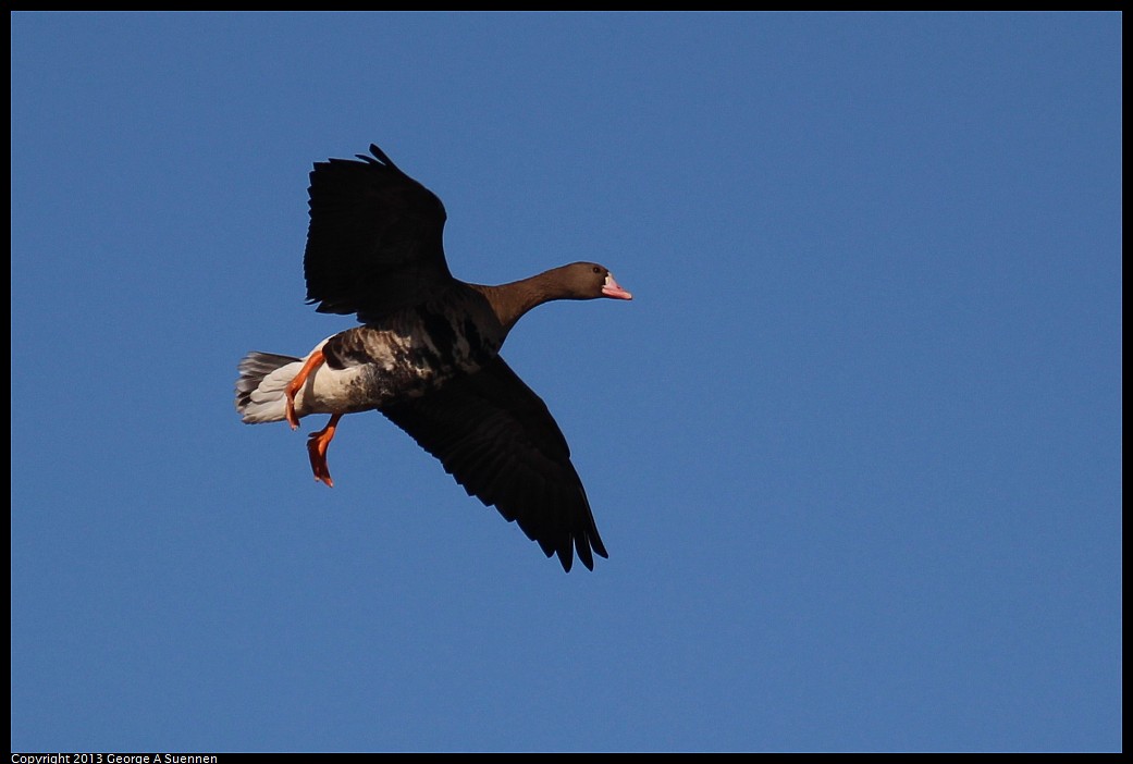 1117-093431-04.jpg - Greater White-fronted Goose