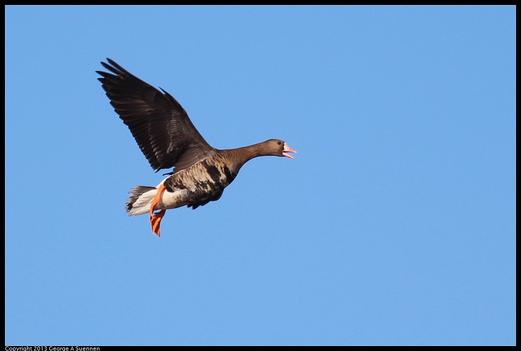 1117-093432-01.jpg - Greater White-fronted Goose