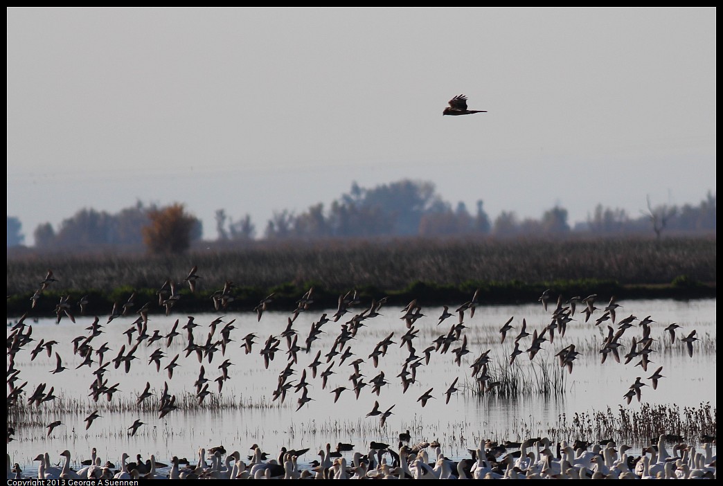 1117-093645-05.jpg - Dowitchers and Northern Harrier