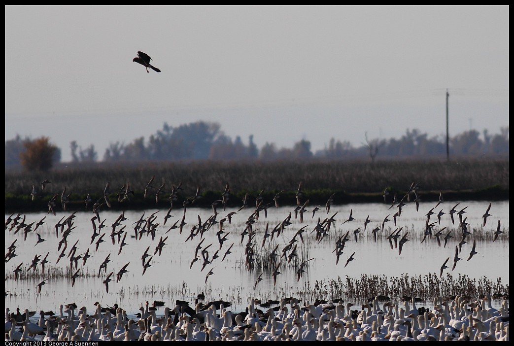 1117-093646-01.jpg - Dowitchers and Northern Harrier