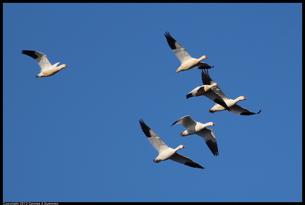 1117-094555-01.jpg - Snow and Ross's Geese 