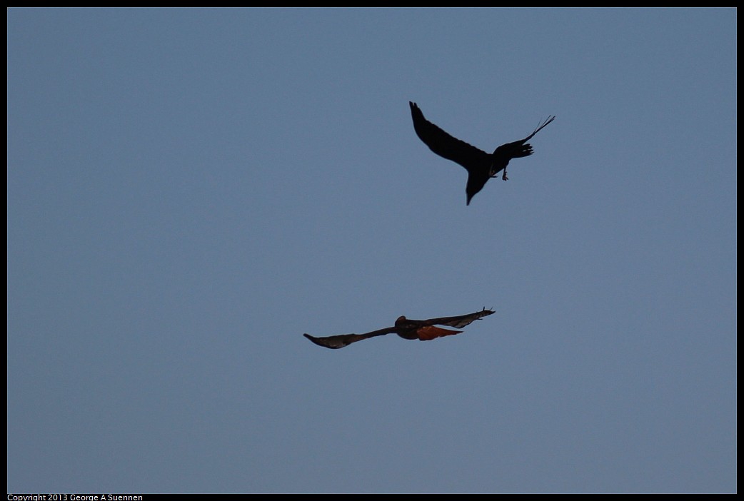 1117-100714-03.jpg - Red-tailed Hawk and Raven