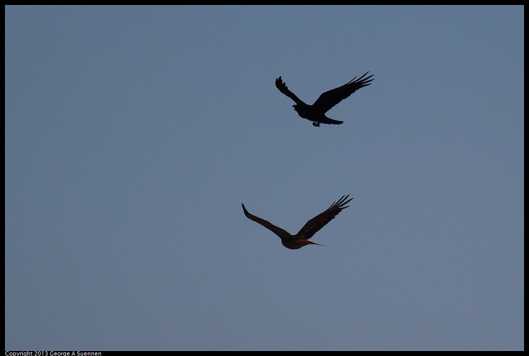 1117-100715-03.jpg - Red-tailed Hawk and Raven