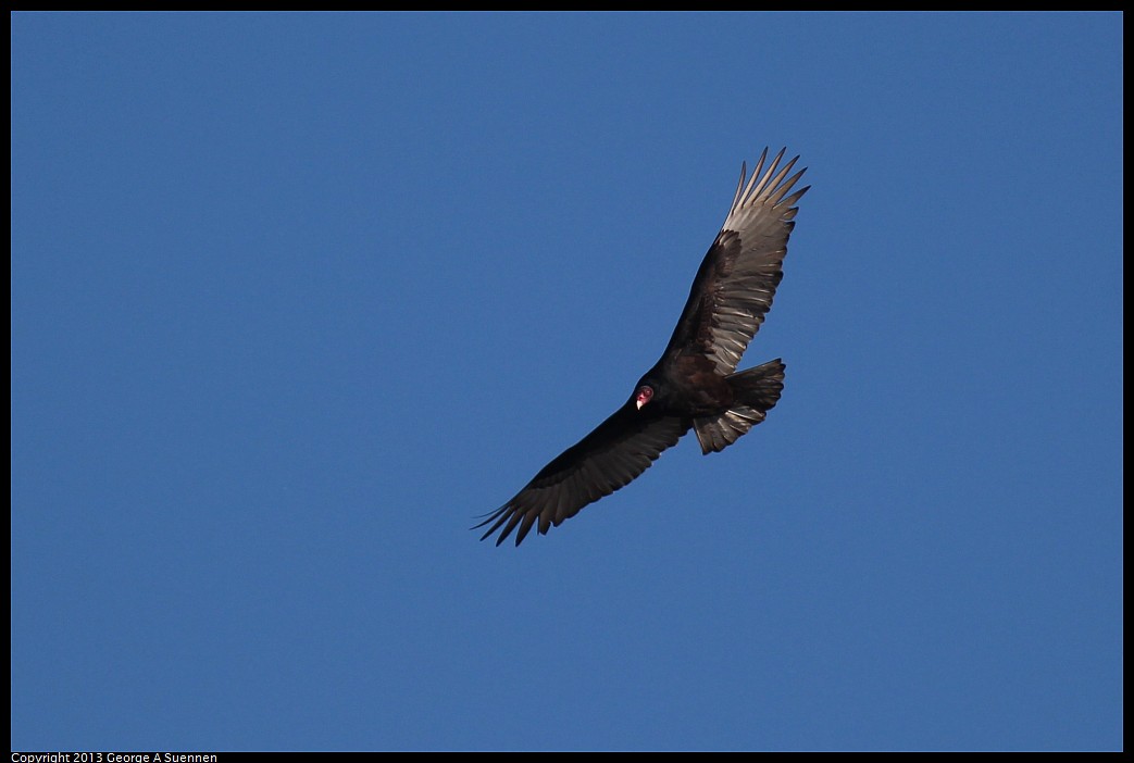 1117-101547-04.jpg - Turkey Vulture