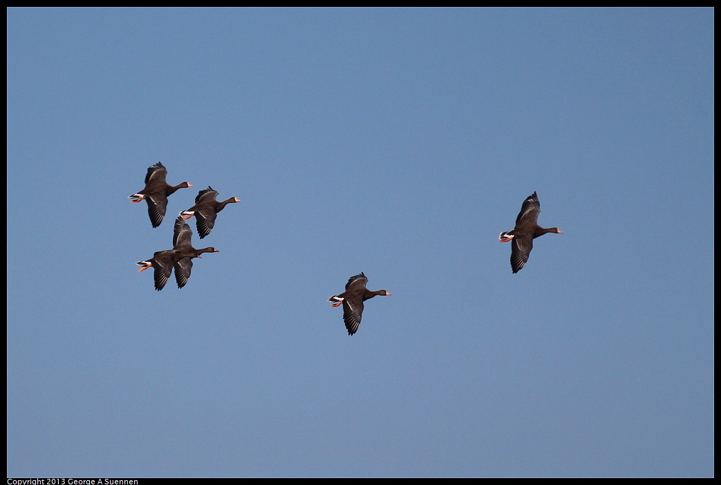 1117-103406-03.jpg - Greater White-fronted Goose
