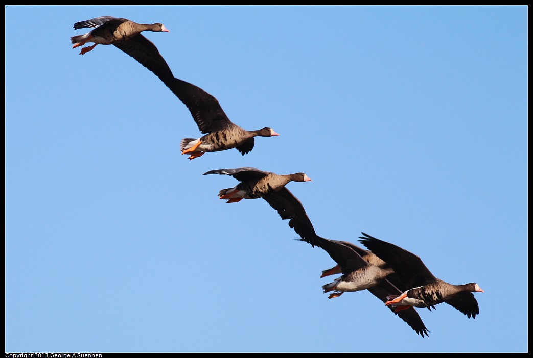 1117-103417-01.jpg - Greater White-fronted Goose